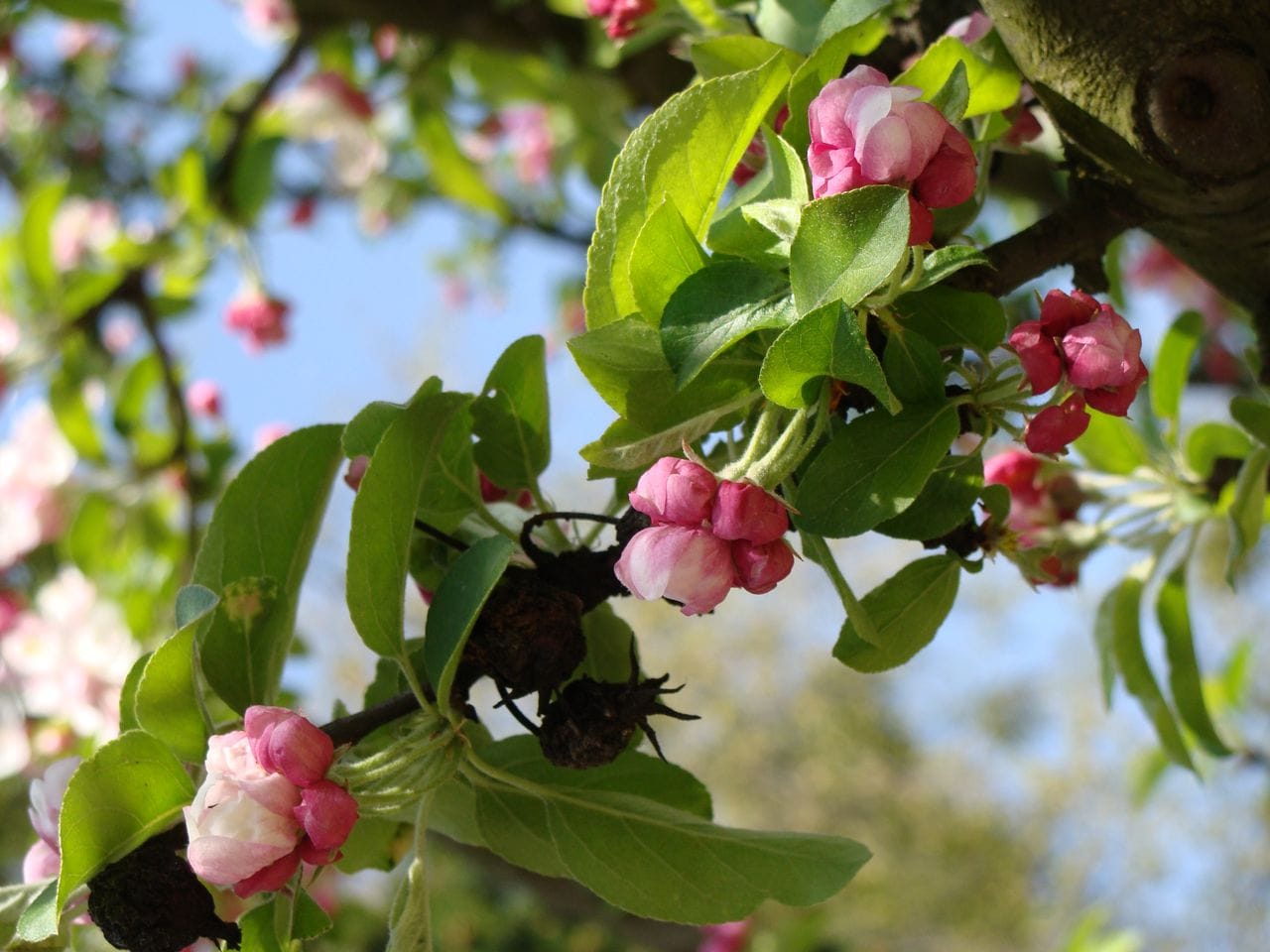 Malus x purpurea
